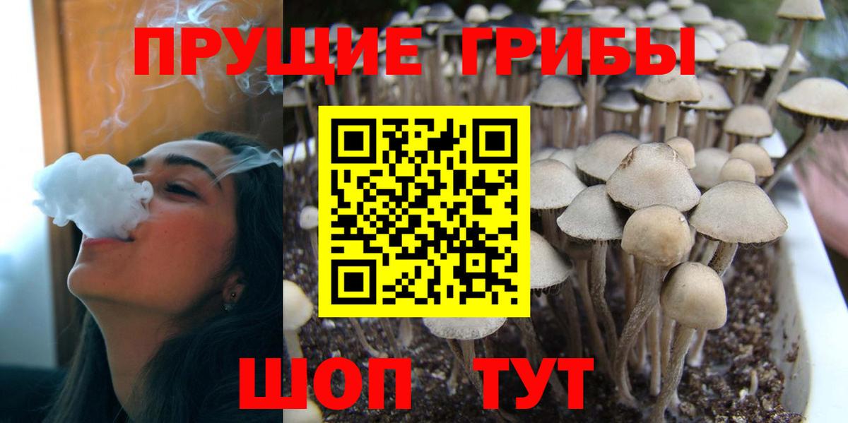 Псилоцибиновые грибы Psilocybe Троицк